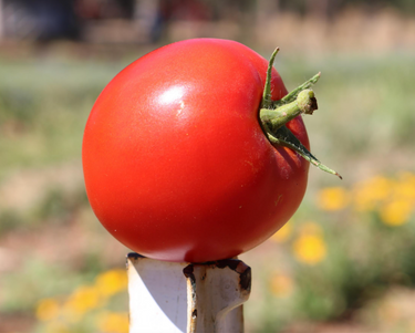 Big Beef Hybrid Tomato Seeds